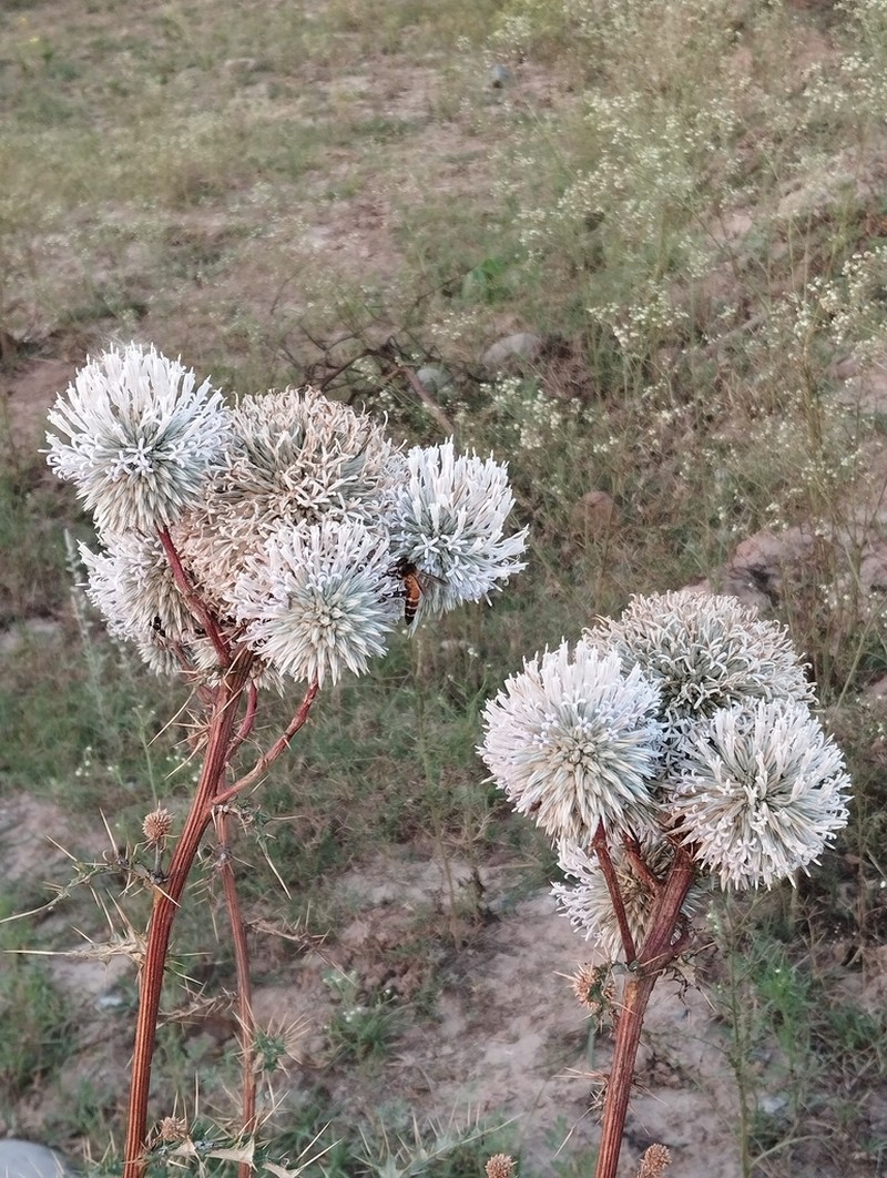 Echinops echinatus photo 5