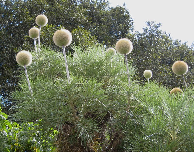 Echinops ellenbeckii