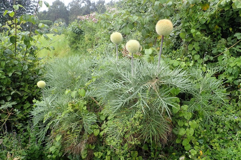 Echinops ellenbeckii photo 3
