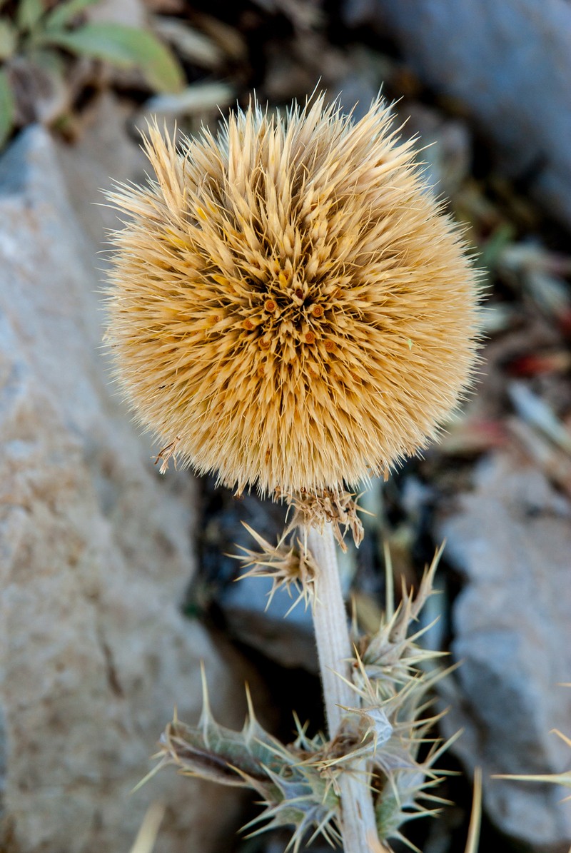Echinops emiliae photo 3