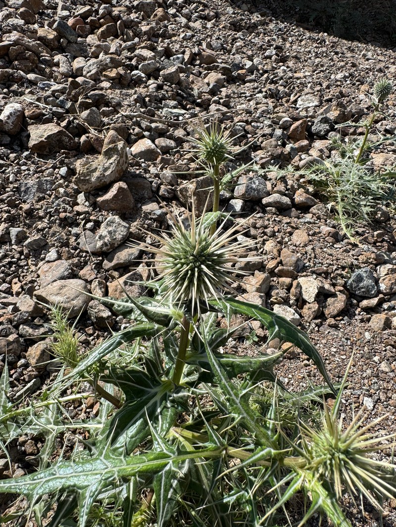 Echinops erinaceus