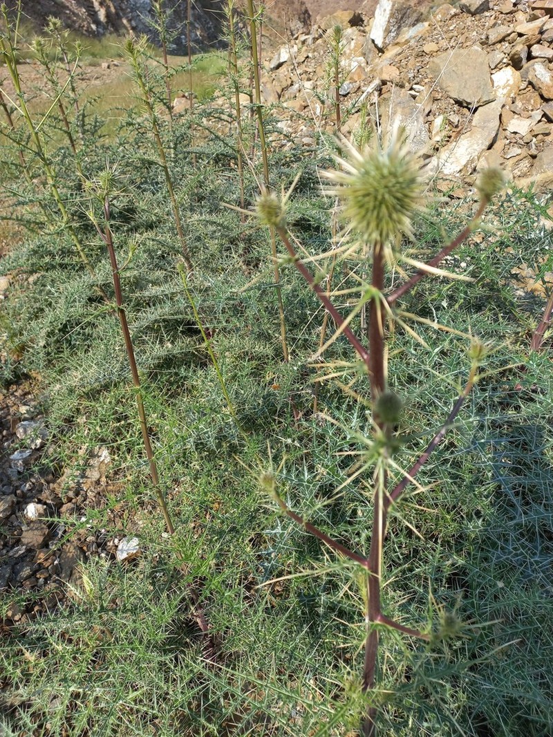 Echinops erinaceus photo 2