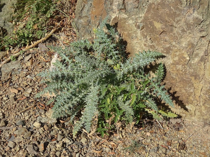 Echinops erinaceus photo 3