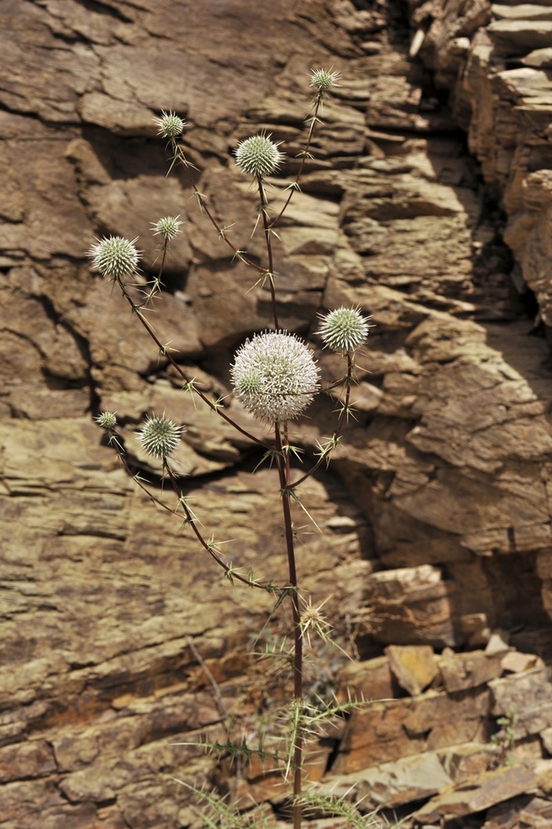 Echinops erinaceus photo 4