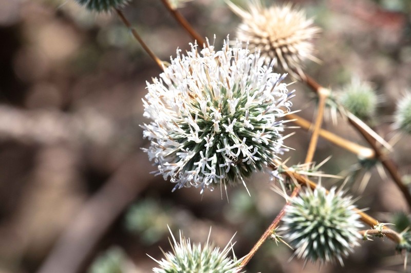 Echinops erinaceus photo 5