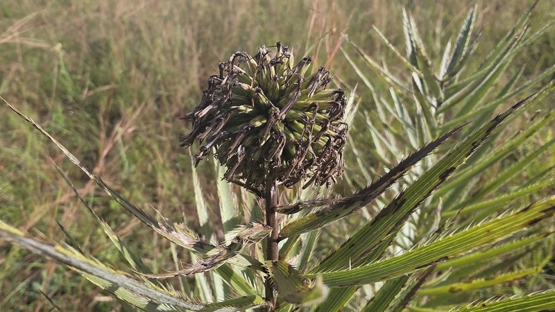 Echinops eryngiifolius