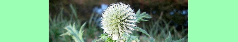 Tall Globethistle photo 2