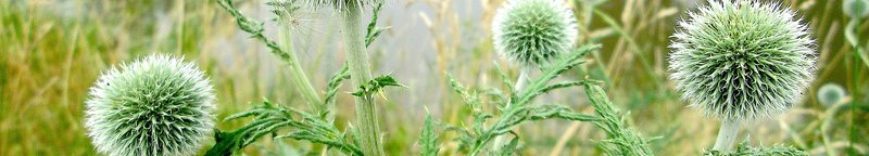 Tall Globethistle photo 3