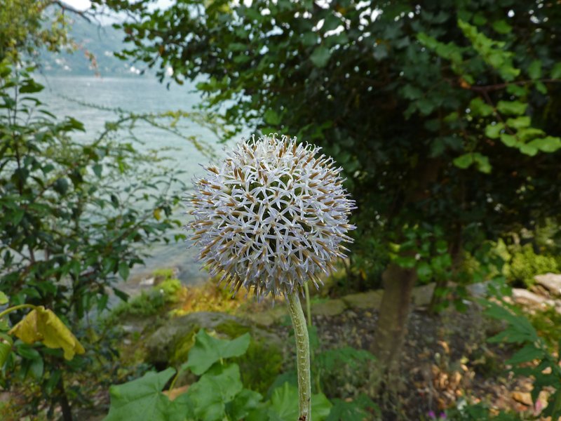 Tall Globethistle
