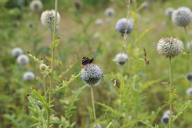 Tall Globethistle photo 4
