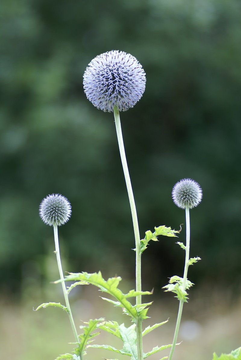 Tall Globethistle photo 7