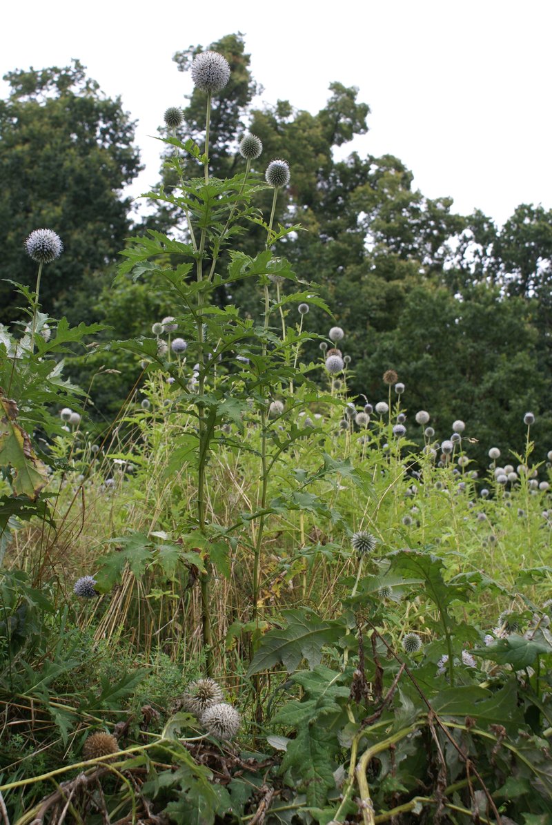 Tall Globethistle photo 8