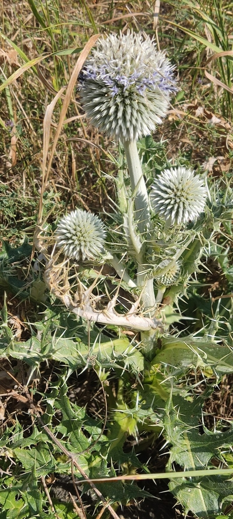 Echinops foliosus