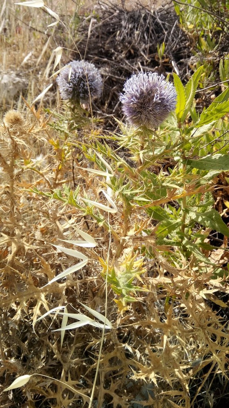 Echinops fontqueri
