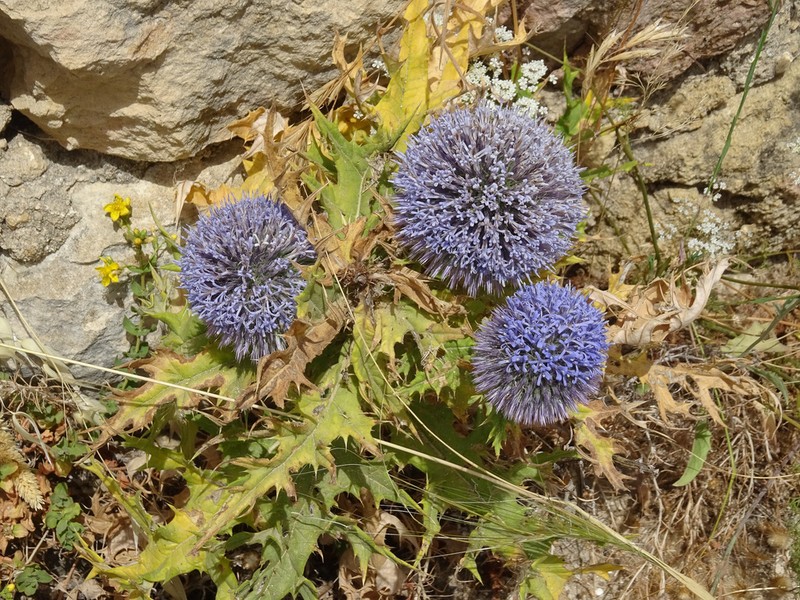 Echinops fontqueri photo 2