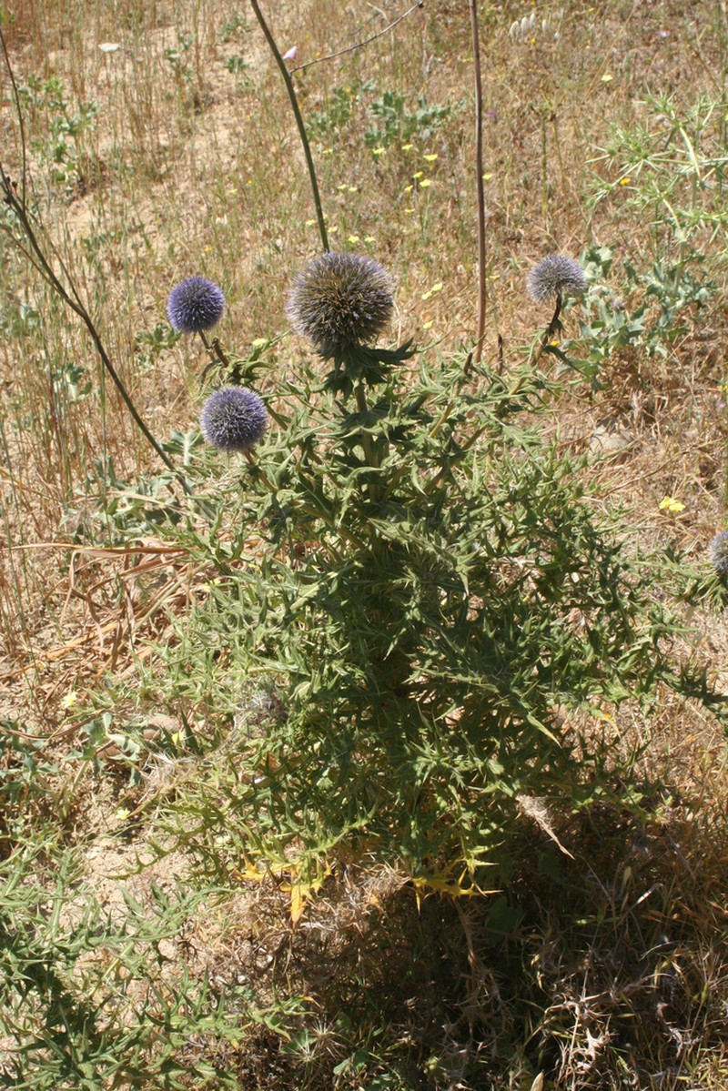 Echinops fontqueri photo 3