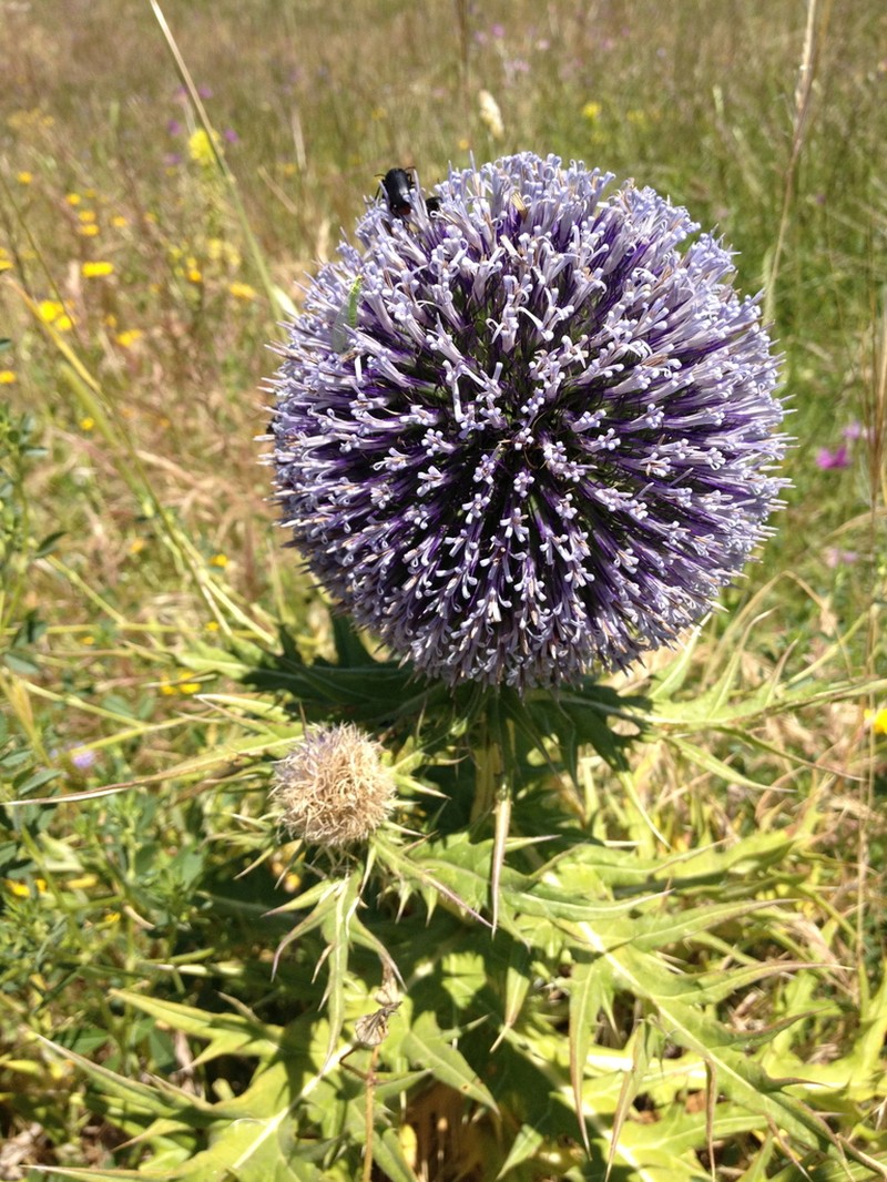 Echinops fontqueri photo 4