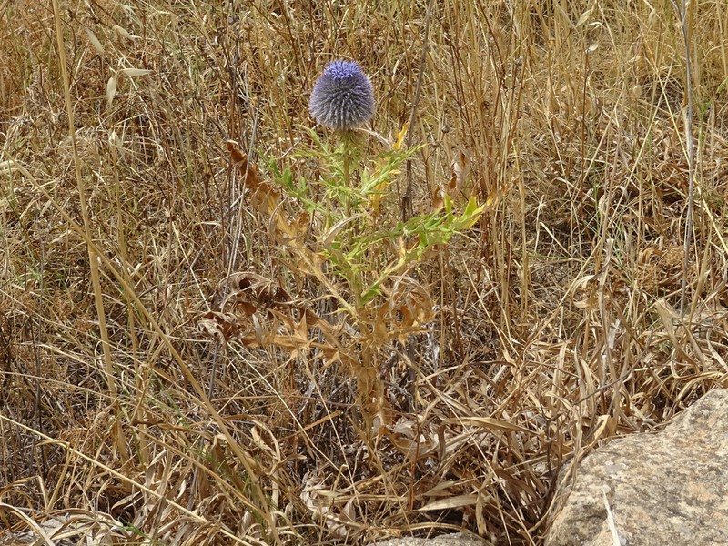 Echinops fontqueri photo 5