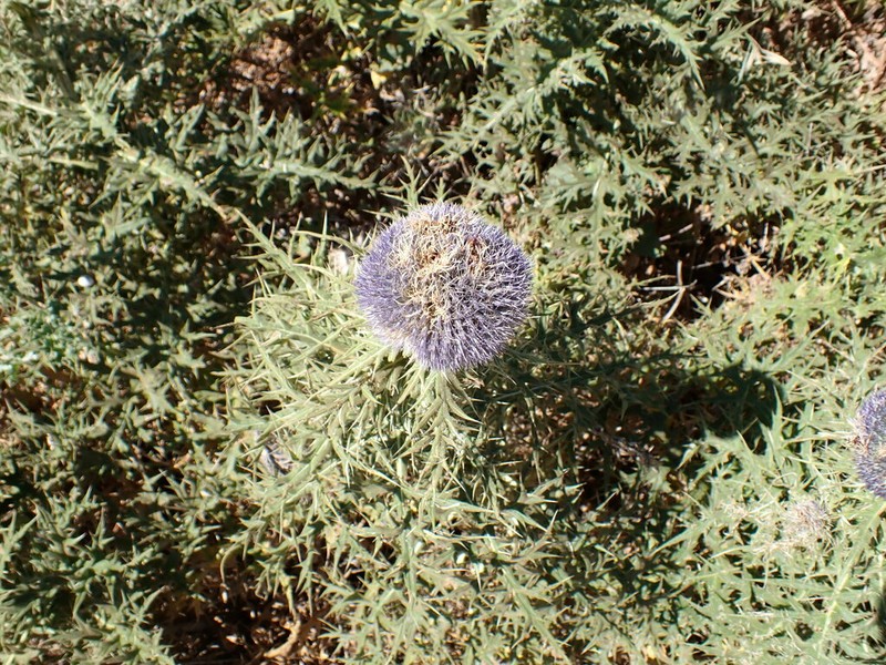 Echinops fontqueri photo 6