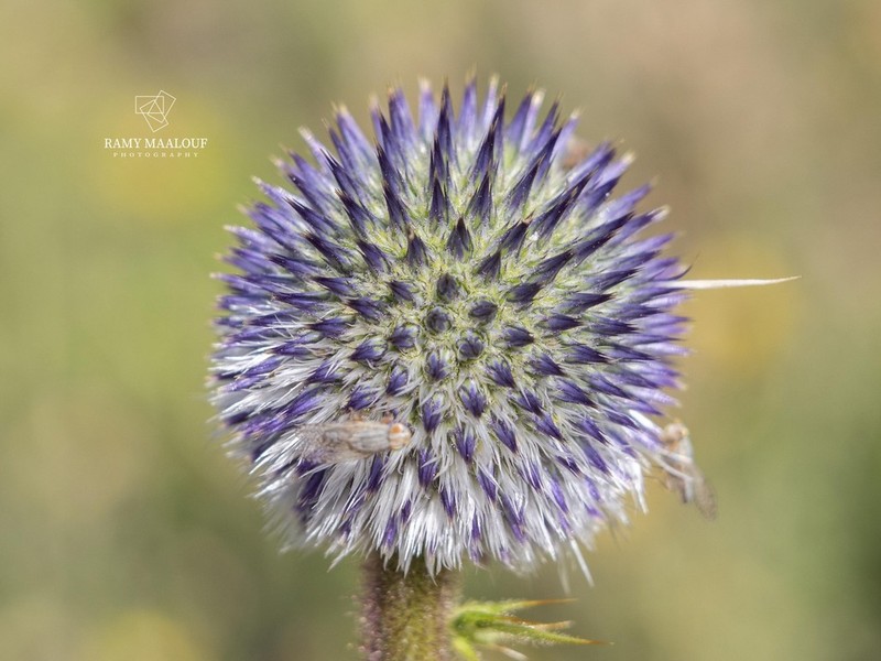 Echinops gaillardotii