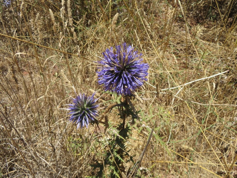 Echinops gaillardotii photo 2