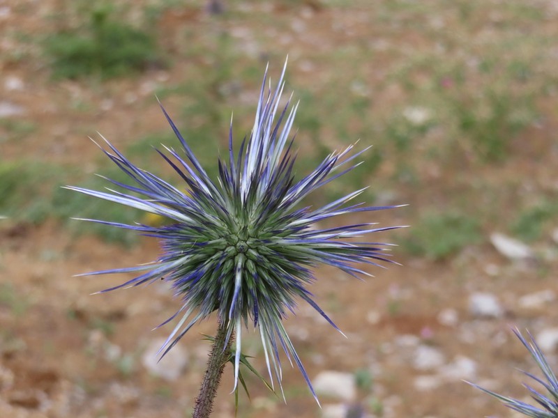 Echinops gaillardotii photo 3