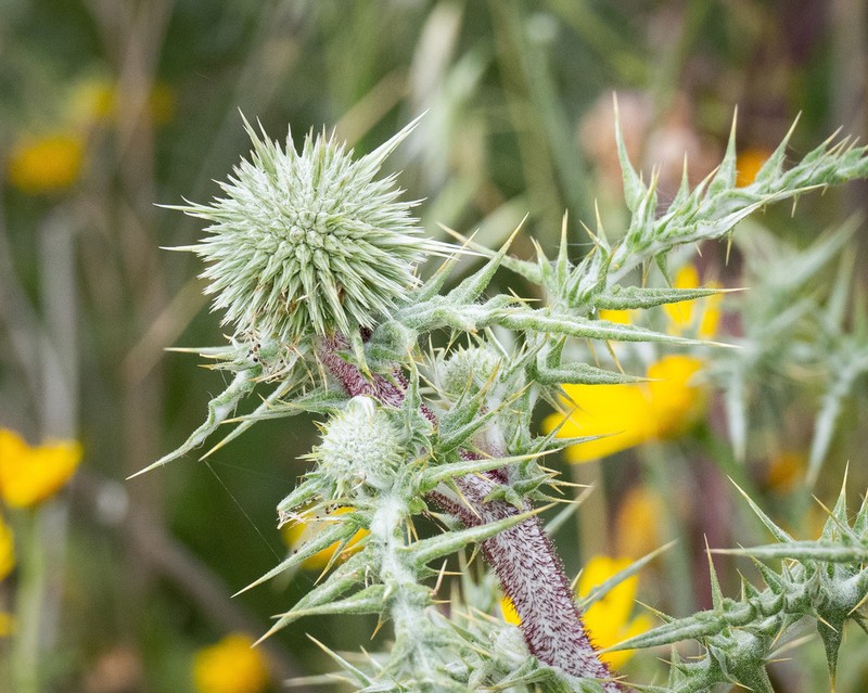 Echinops gaillardotii photo 5