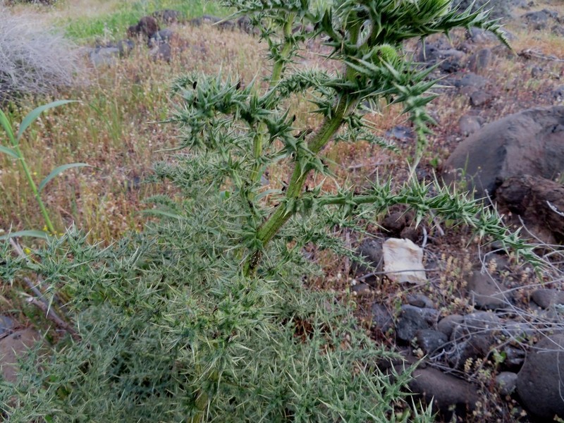 Echinops gaillardotii photo 6