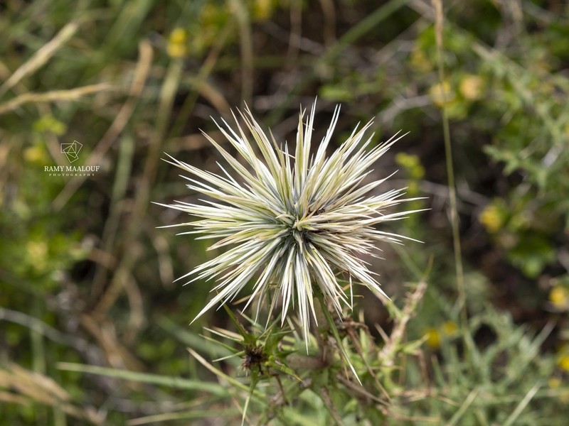 Echinops gaillardotii photo 7