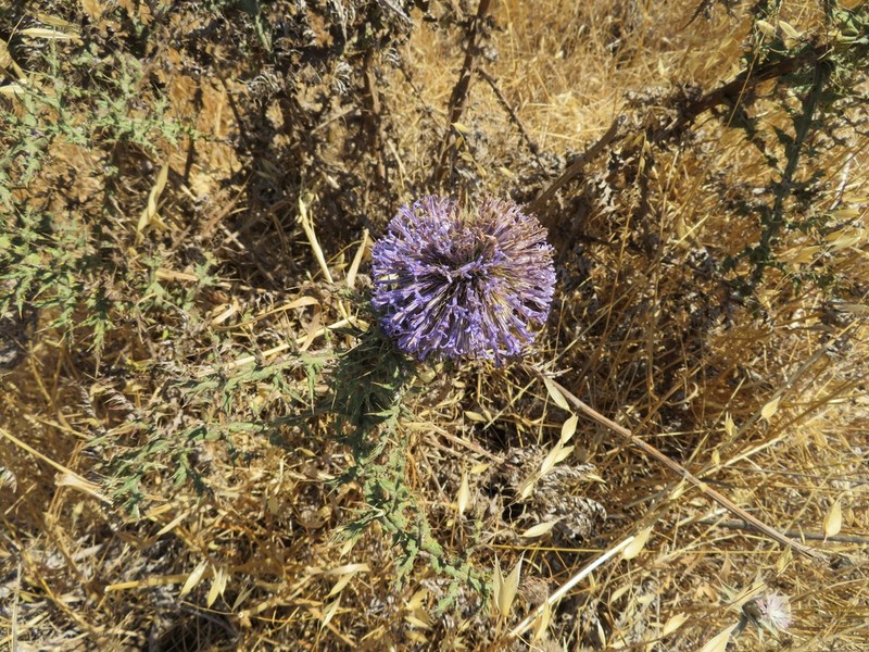 Echinops gaillardotii photo 8