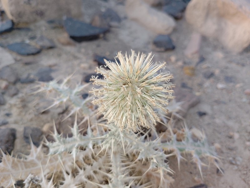 Echinops gedrosiacus