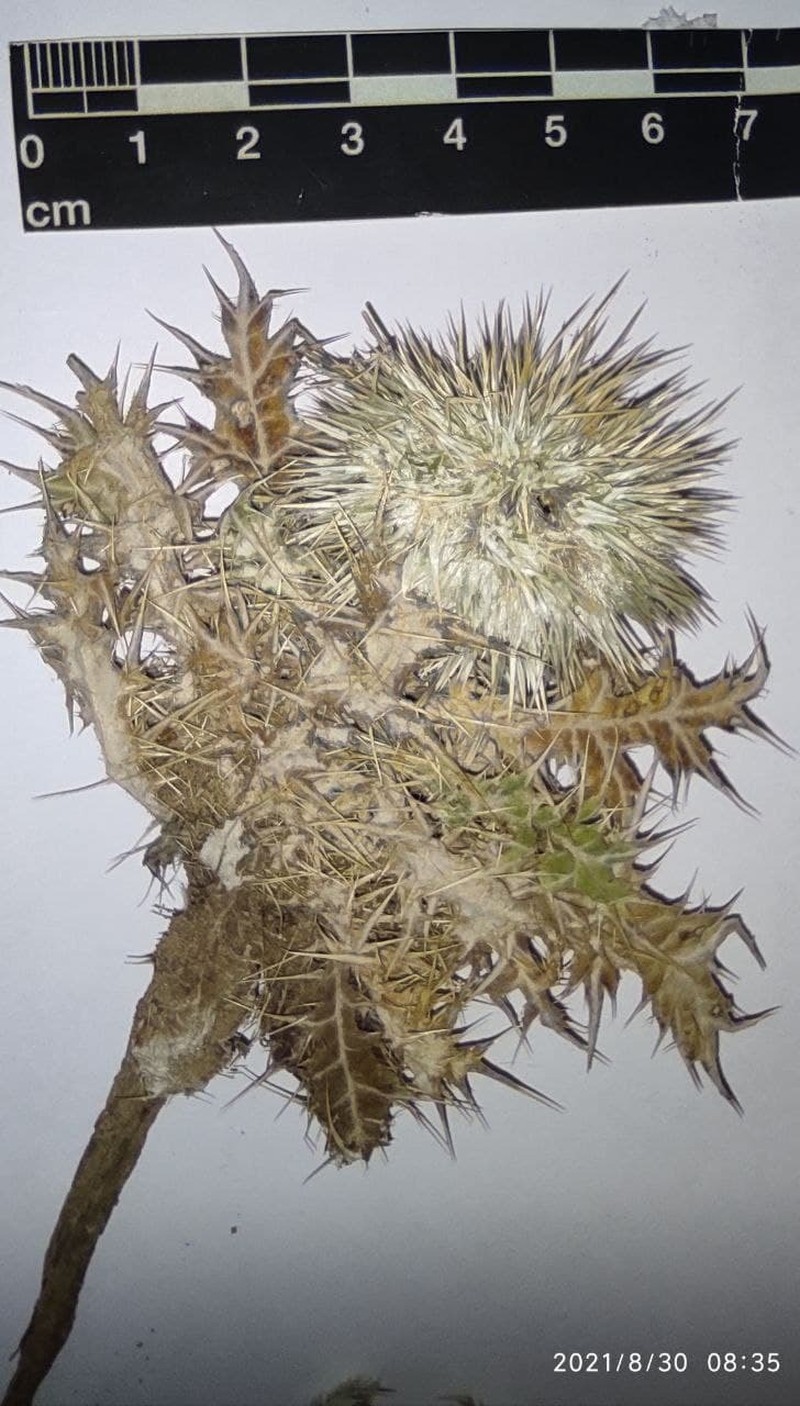 Echinops gedrosiacus photo 6