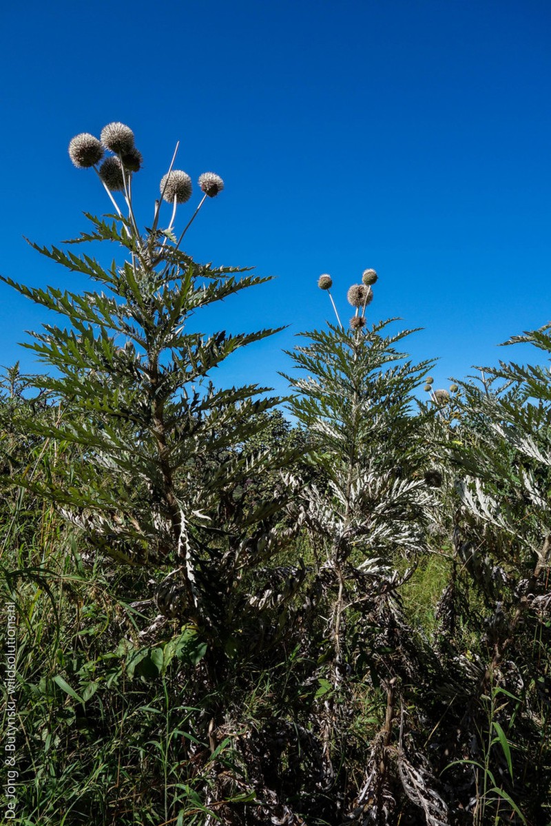 Echinops giganteus photo 2