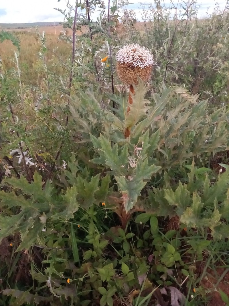 Echinops giganteus photo 4