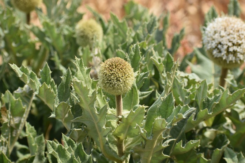 Echinops giganteus photo 5