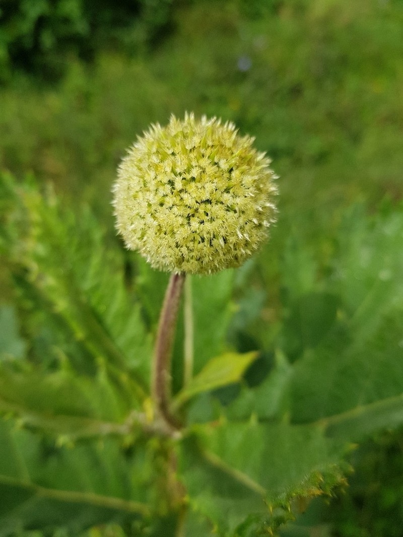 Echinops giganteus photo 6