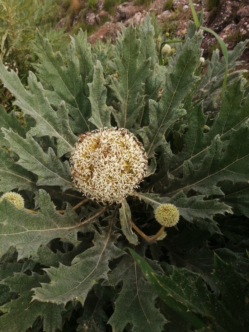 Echinops giganteus photo 7