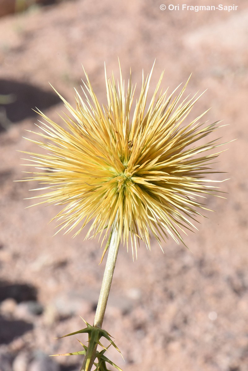 Echinops glaberrimus