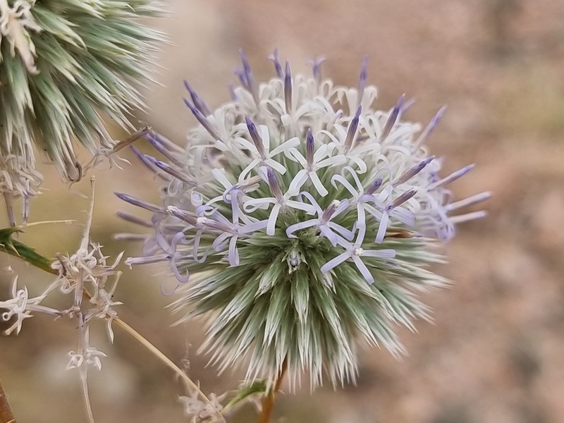 Echinops glaberrimus photo 5