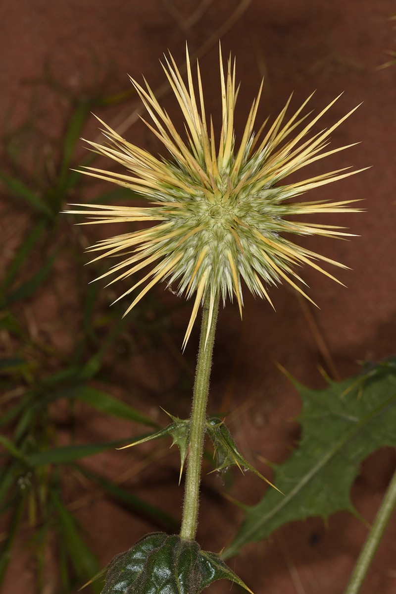 Echinops glaberrimus photo 7