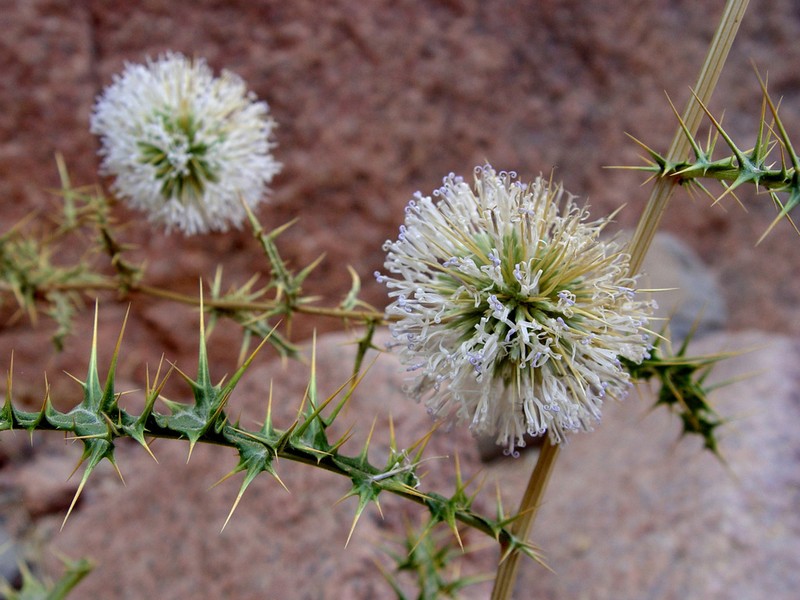 Echinops glaberrimus photo 8