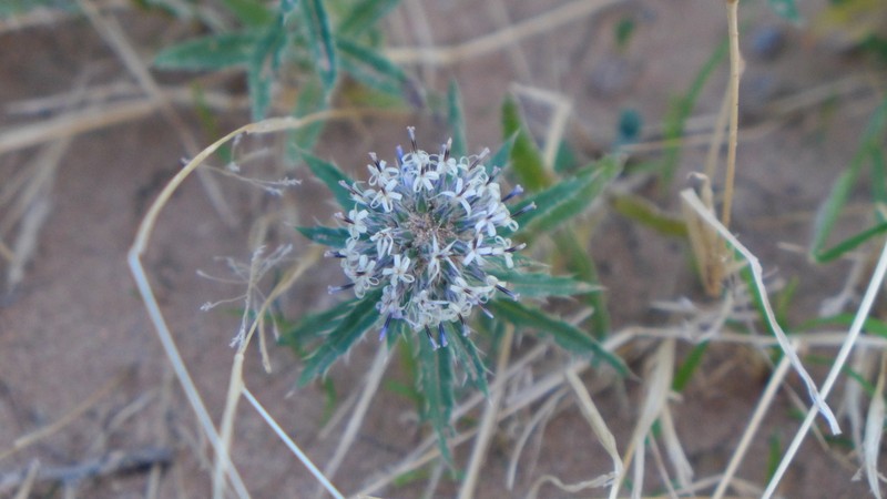 Echinops gmelinii