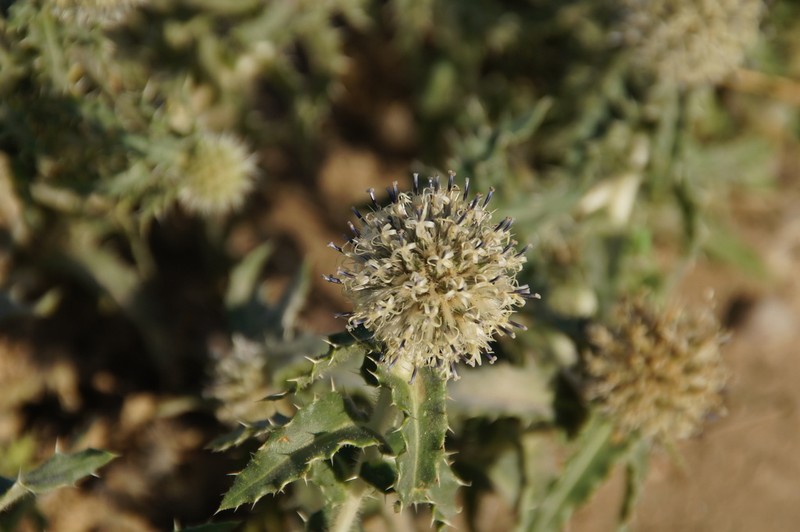 Echinops gmelinii photo 4