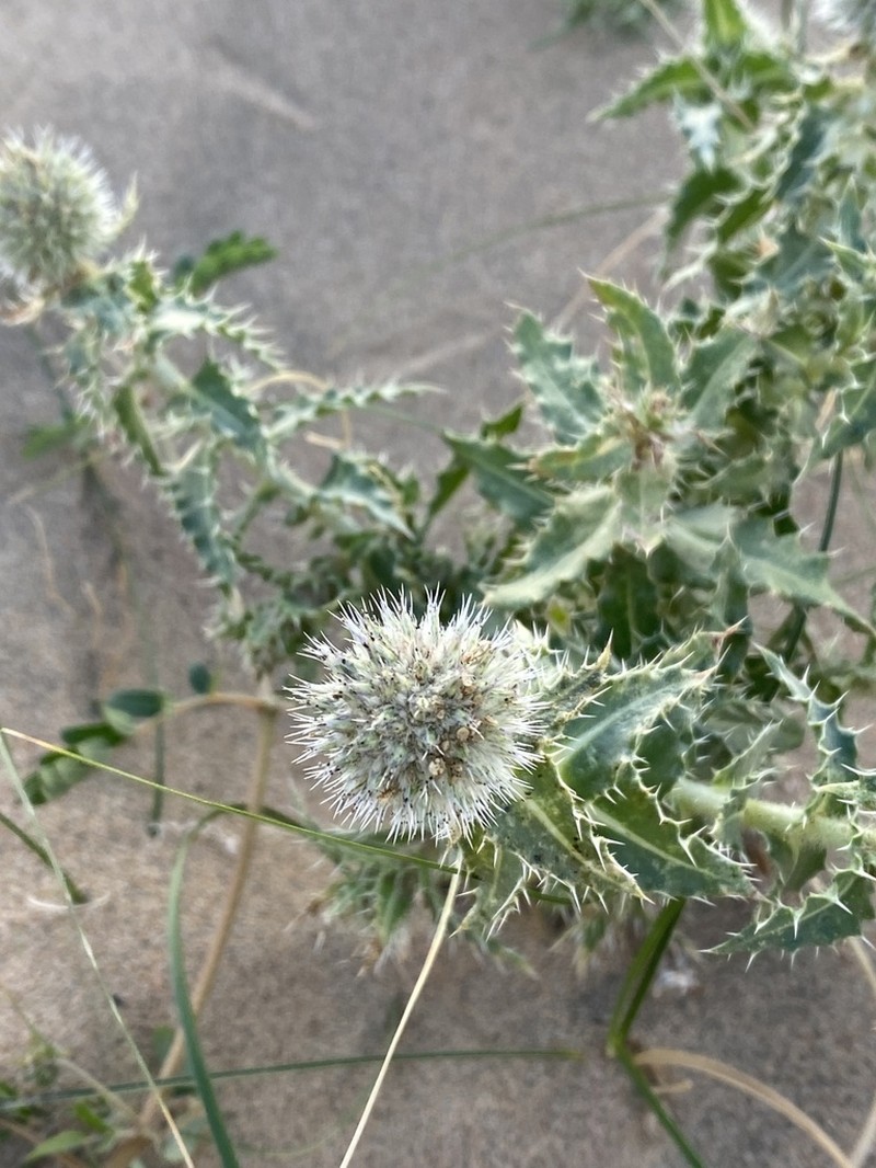 Echinops gmelinii photo 5