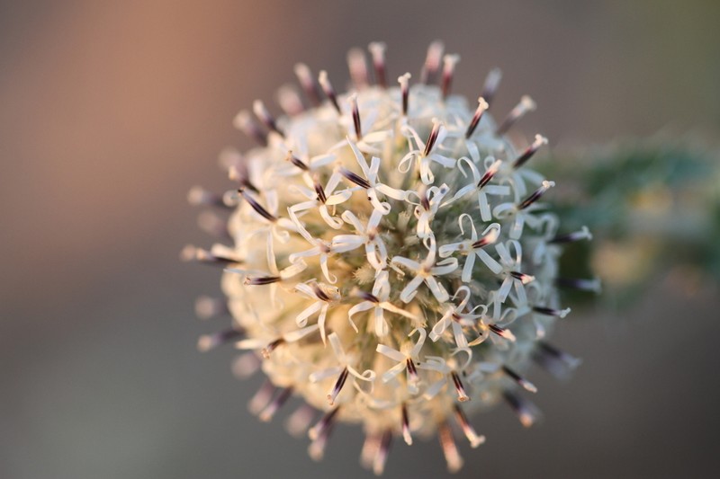 Echinops gmelinii photo 6