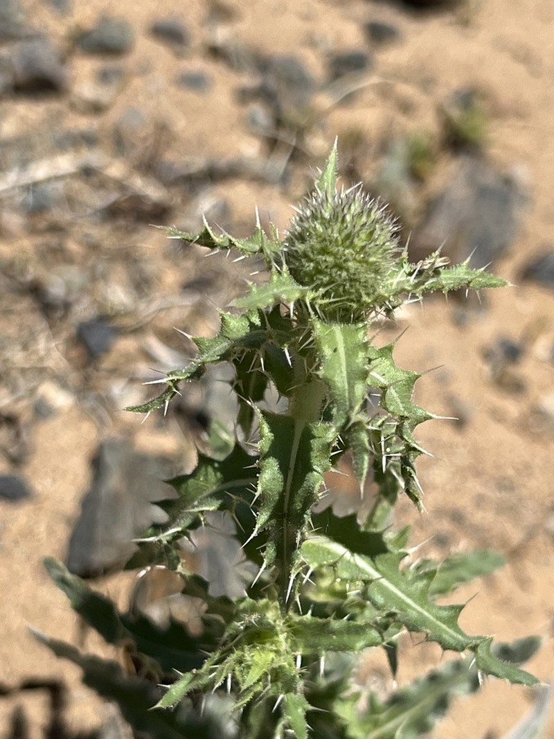 Echinops gmelinii photo 8
