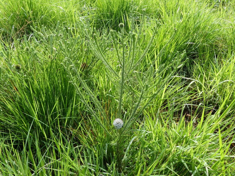 Echinops gracilis photo 2