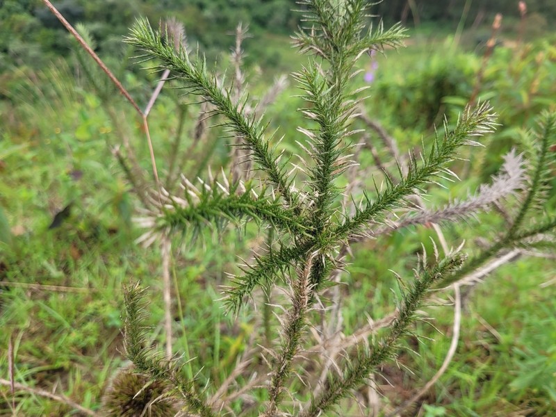 Echinops gracilis photo 3