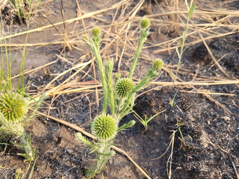 Echinops gracilis photo 4