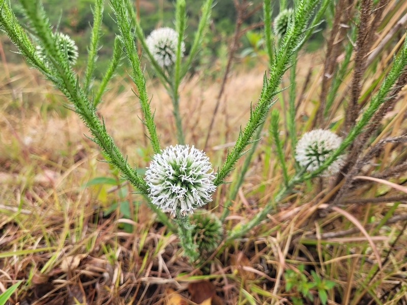 Echinops gracilis photo 6
